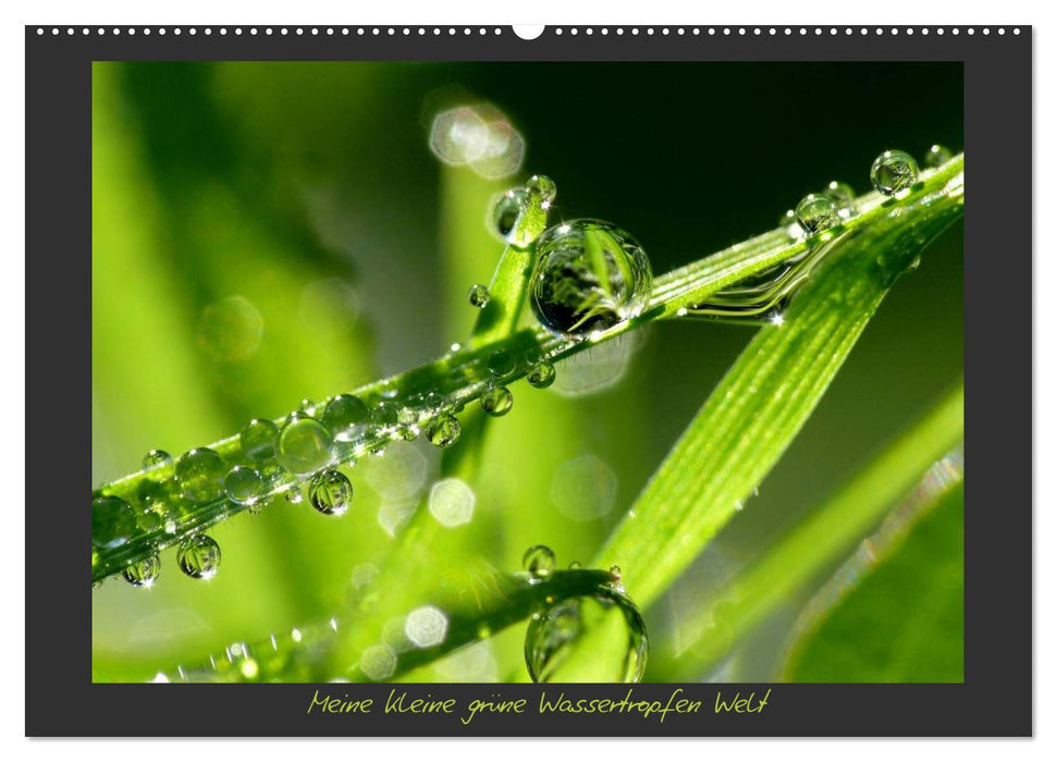 Meine kleine grüne Wassertropfen Welt (CALVENDO Wandkalender 2026)