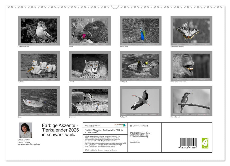 Farbige Akzente - Tierkalender 2026 in schwarz-weiß (CALVENDO Premium Wandkalender 2026)