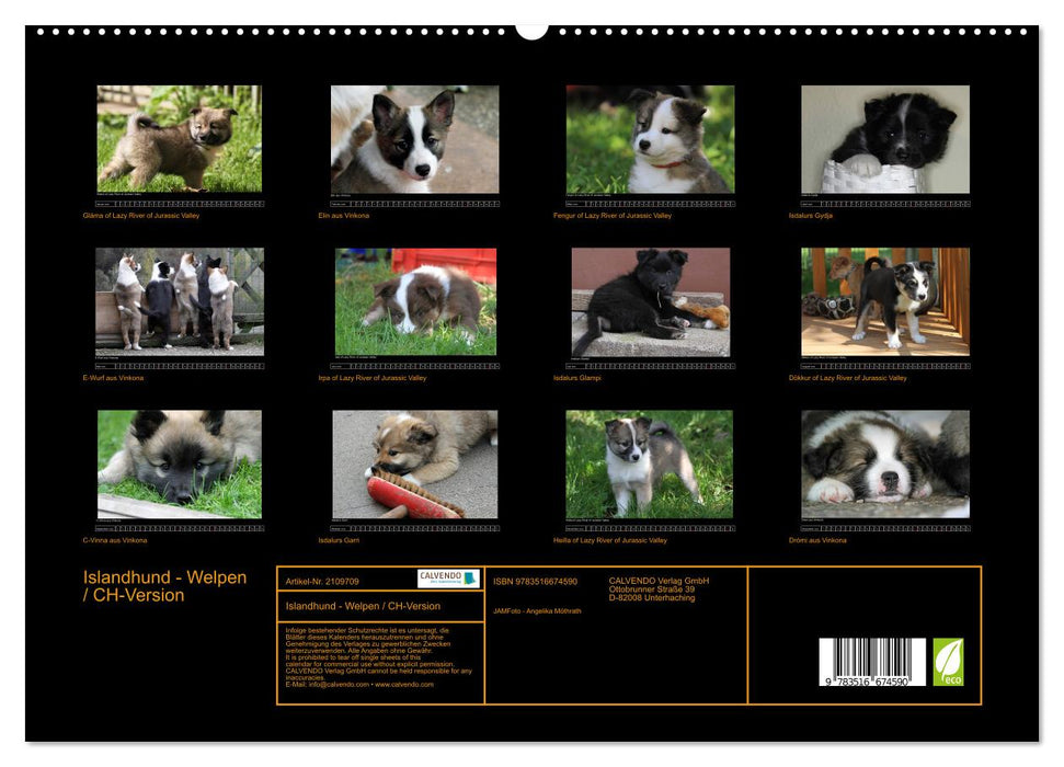 Islandhund - Welpen / CH-Version (CALVENDO Premium Wandkalender 2026)