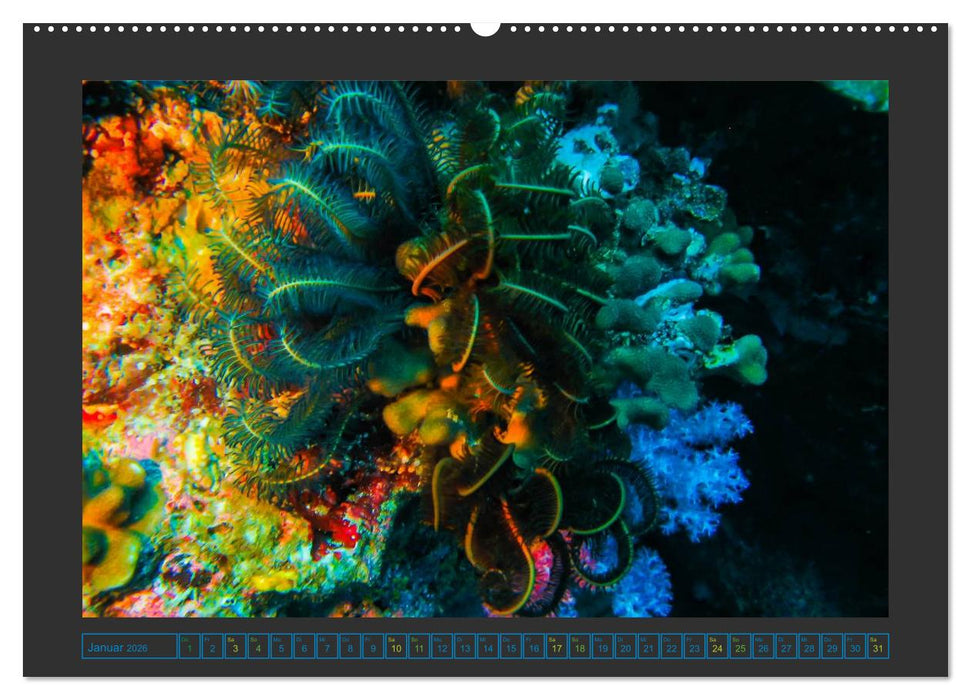 Unterwasserwelt - Das Leben am Korallenriff (CALVENDO Premium Wandkalender 2026)