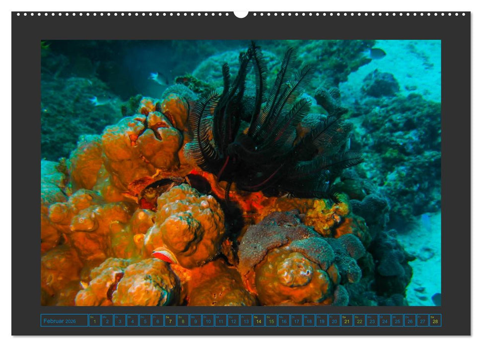 Unterwasserwelt - Das Leben am Korallenriff (CALVENDO Premium Wandkalender 2026)