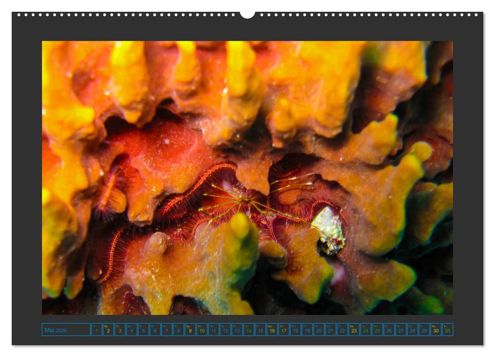 Unterwasserwelt - Das Leben am Korallenriff (CALVENDO Premium Wandkalender 2026)