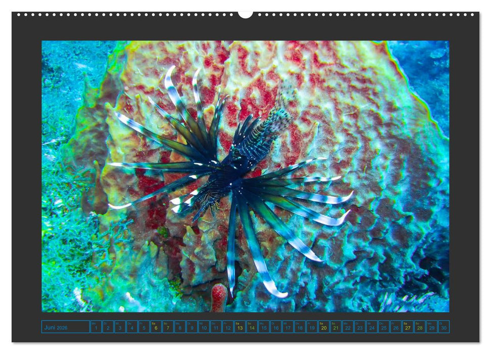 Unterwasserwelt - Das Leben am Korallenriff (CALVENDO Premium Wandkalender 2026)