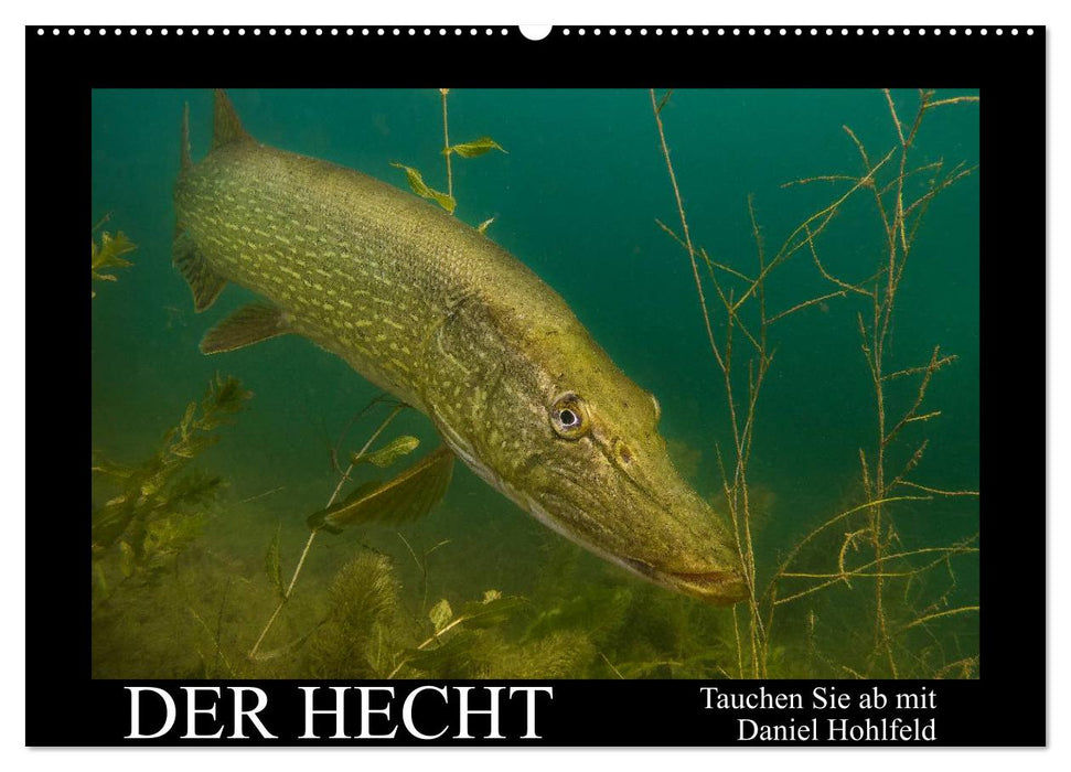 Der Hecht - Tauchen Sie ab mit Daniel Hohlfeld (CALVENDO Wandkalender 2026)