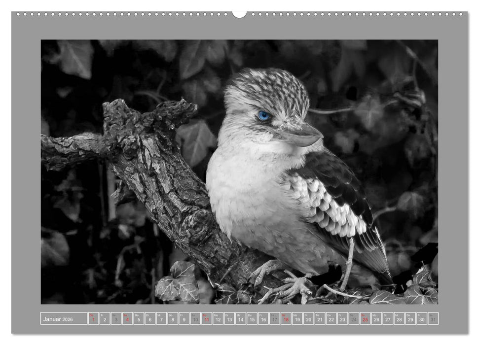 Farbige Akzente - Tierkalender 2026 in schwarz-weiß (CALVENDO Wandkalender 2026)