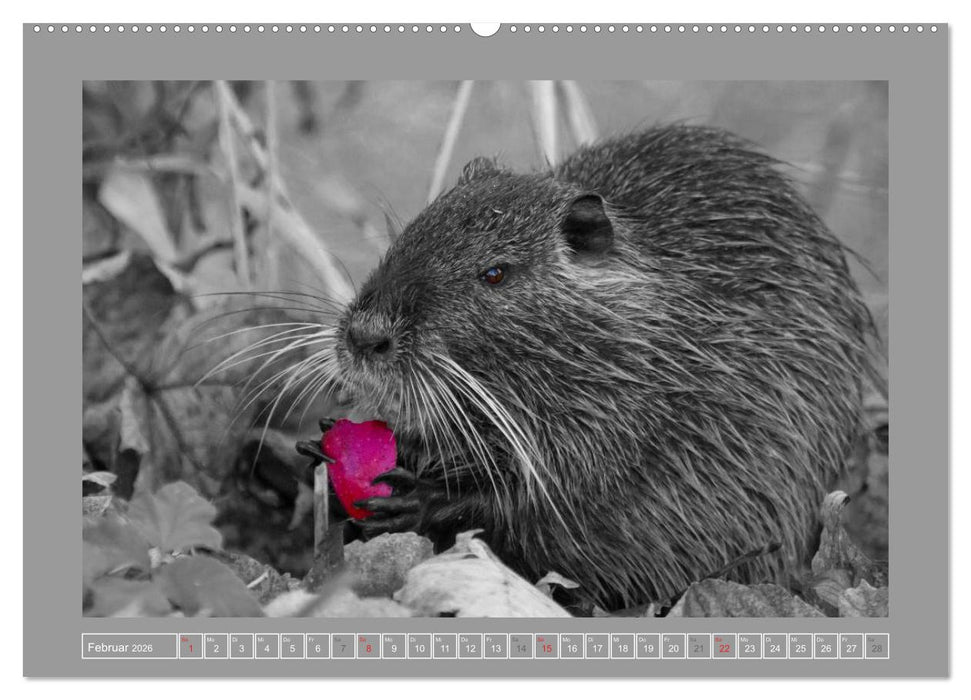 Farbige Akzente - Tierkalender 2026 in schwarz-weiß (CALVENDO Wandkalender 2026)