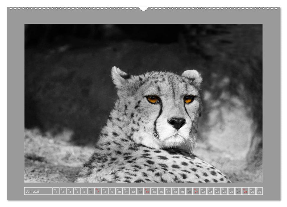 Farbige Akzente - Tierkalender 2026 in schwarz-weiß (CALVENDO Wandkalender 2026)