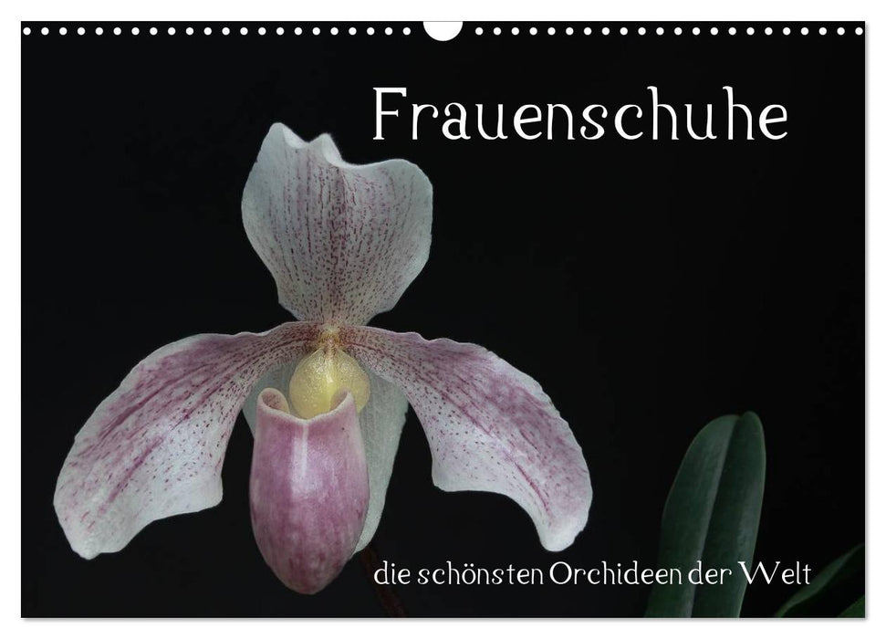 Frauenschuhe - die schönsten Orchideen der Welt (CALVENDO Wandkalender 2026)