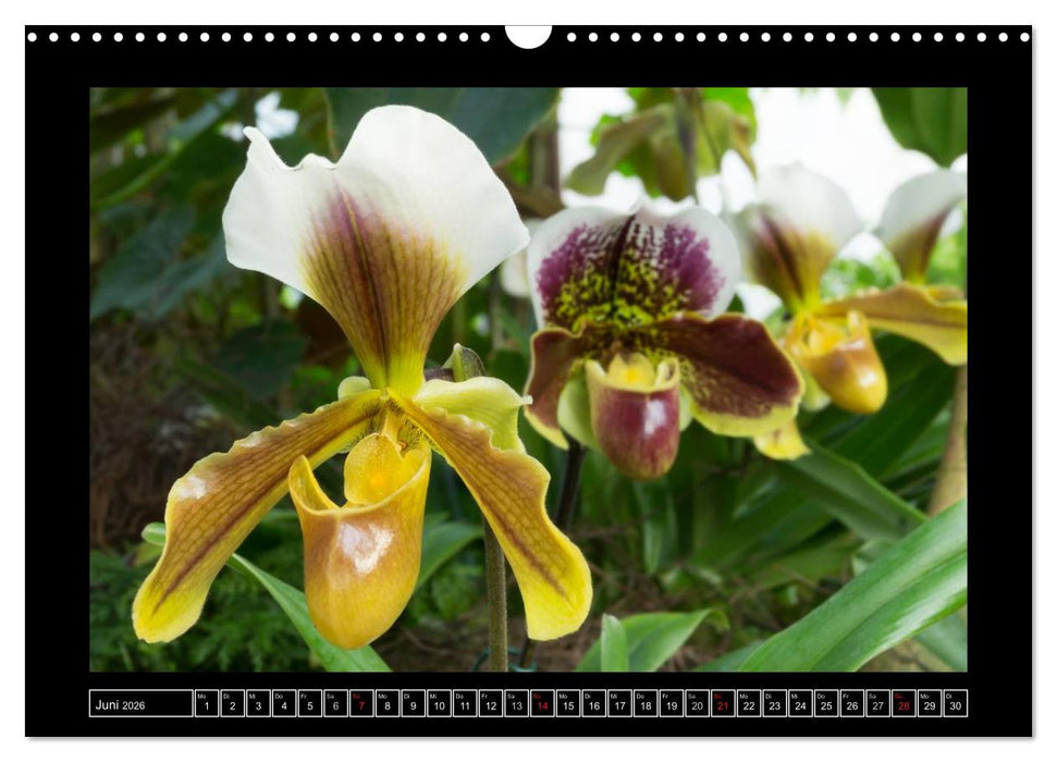 Frauenschuhe - die schönsten Orchideen der Welt (CALVENDO Wandkalender 2026)