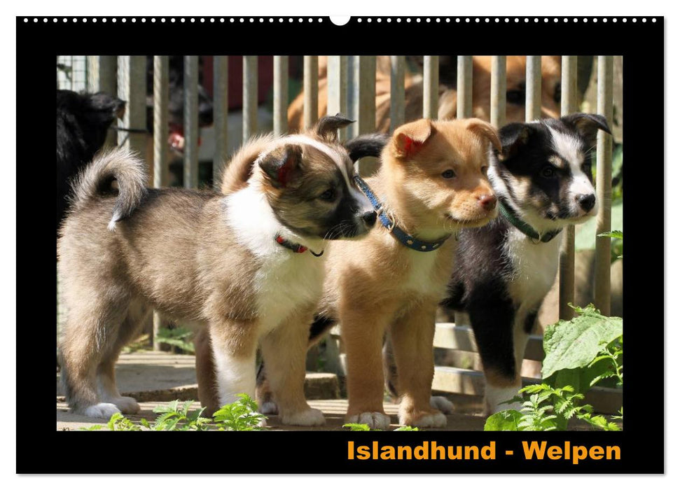 Islandhund - Welpen / CH-Version (CALVENDO Wandkalender 2026)