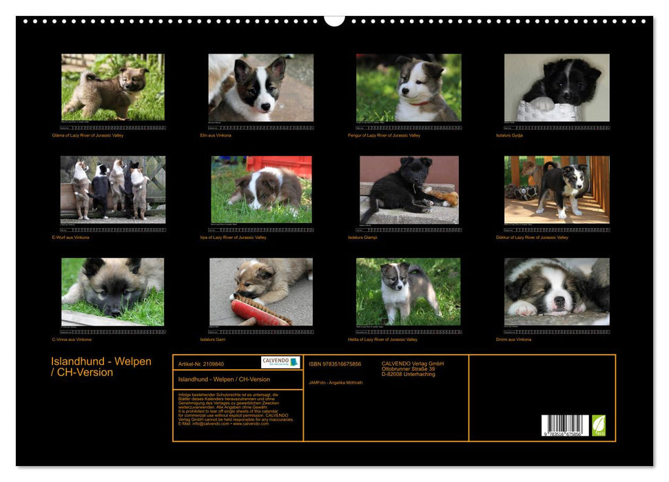 Islandhund - Welpen / CH-Version (CALVENDO Wandkalender 2026)