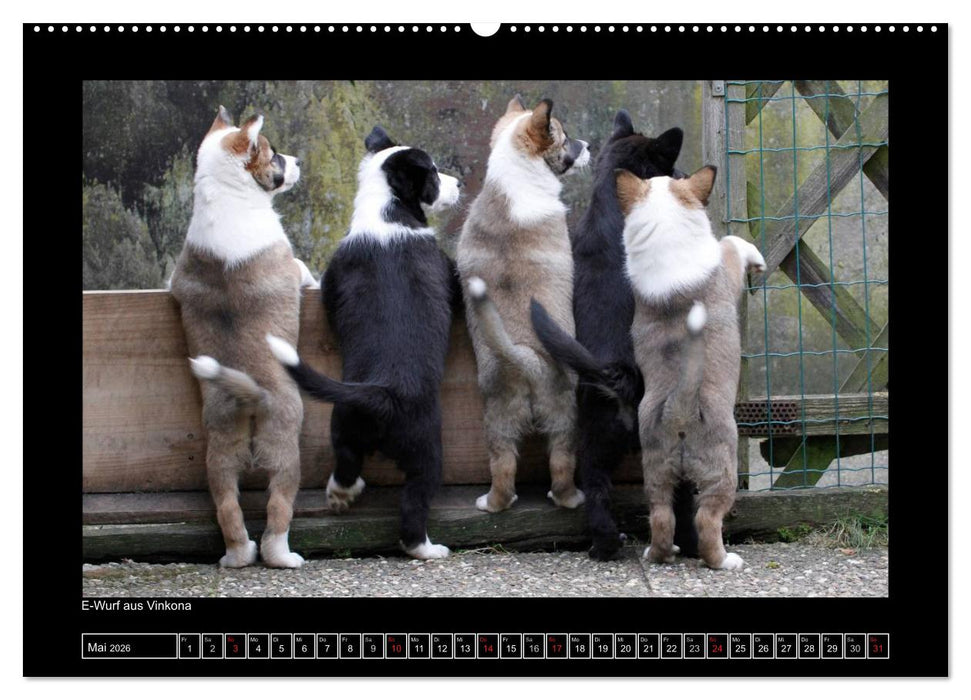 Islandhund - Welpen / CH-Version (CALVENDO Wandkalender 2026)