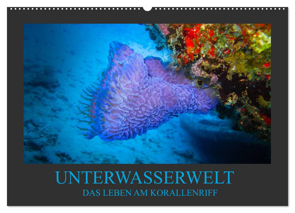 Unterwasserwelt - Das Leben am Korallenriff (CALVENDO Wandkalender 2026)