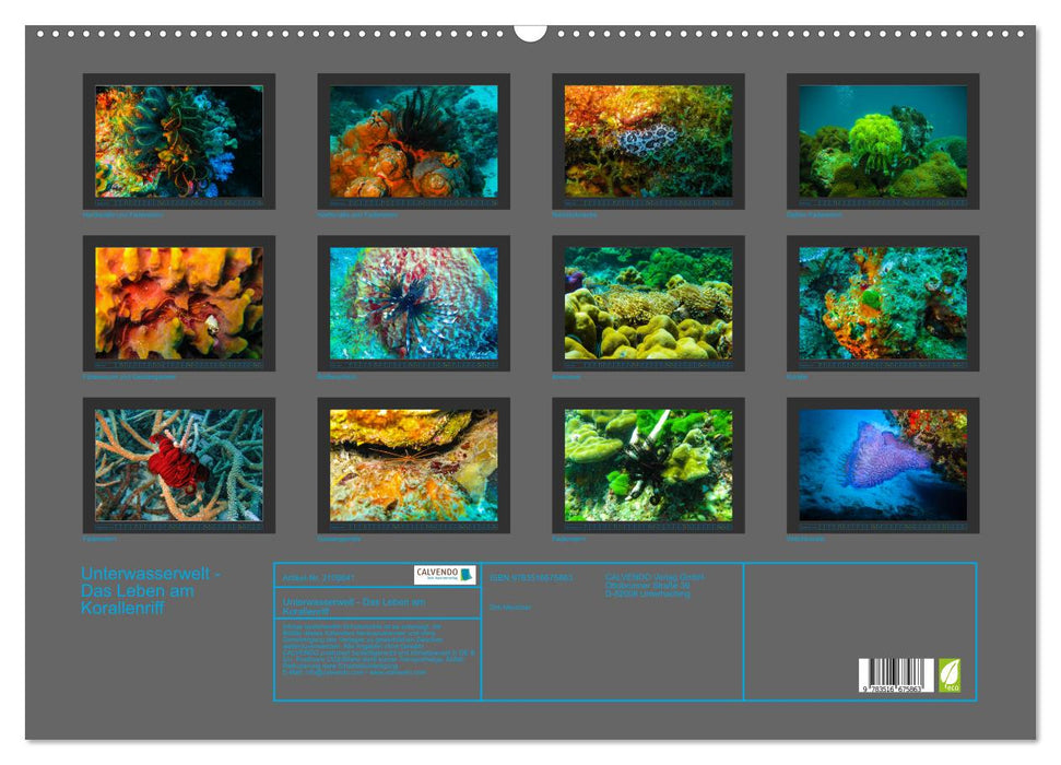 Unterwasserwelt - Das Leben am Korallenriff (CALVENDO Wandkalender 2026)