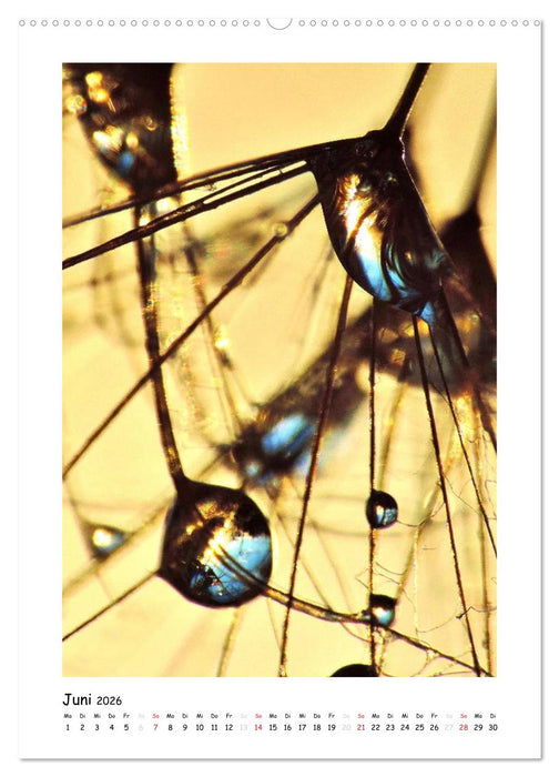 Die Pusteblume neu erleben (CALVENDO Wandkalender 2026)