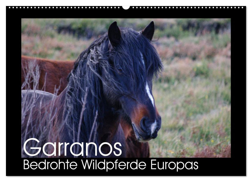 Garranos - Bedrohte Wildpferde Europas (CALVENDO Wandkalender 2026)