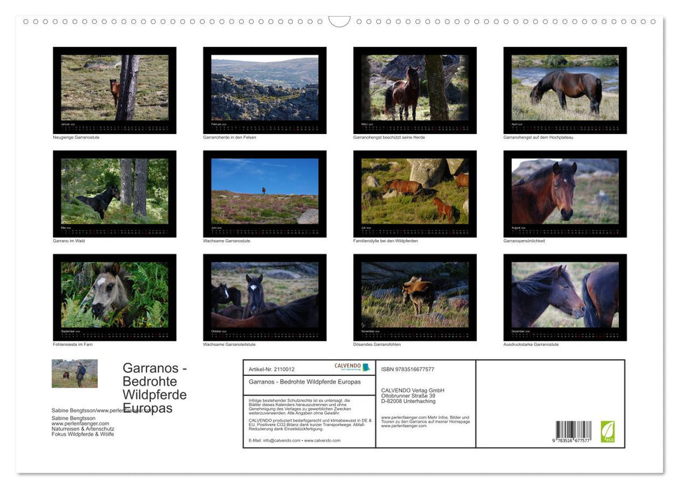 Garranos - Bedrohte Wildpferde Europas (CALVENDO Wandkalender 2026)
