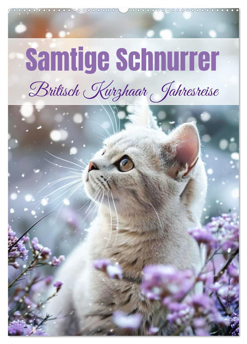 Samtige Schnurrer (CALVENDO Wandkalender 2026)