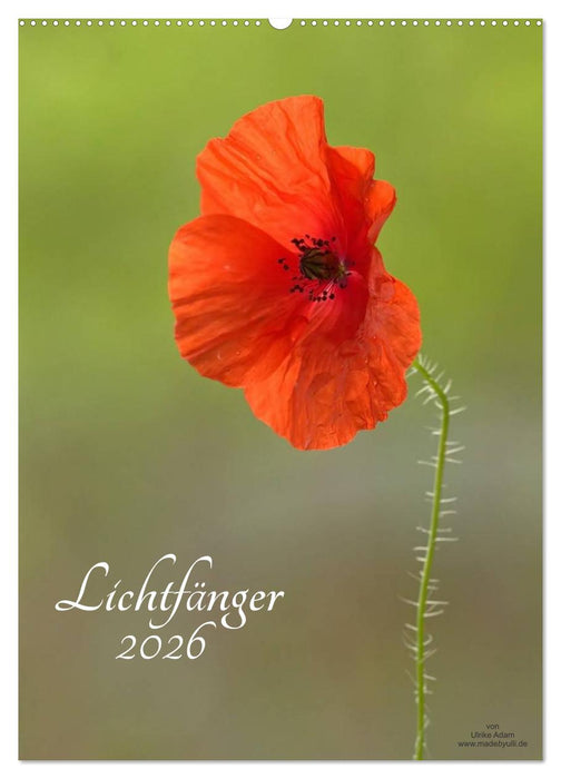 Lichtfänger (CALVENDO Wandkalender 2026)