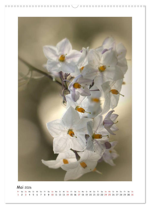 Lichtfänger (CALVENDO Wandkalender 2026)