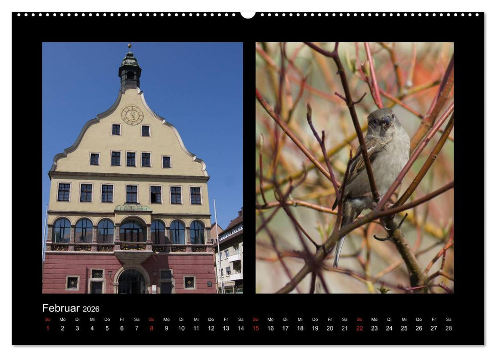Ulmer Spatzen (CALVENDO Premium Wandkalender 2026)