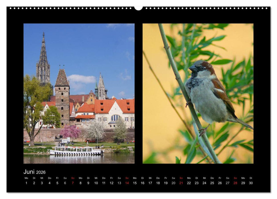Ulmer Spatzen (CALVENDO Premium Wandkalender 2026)