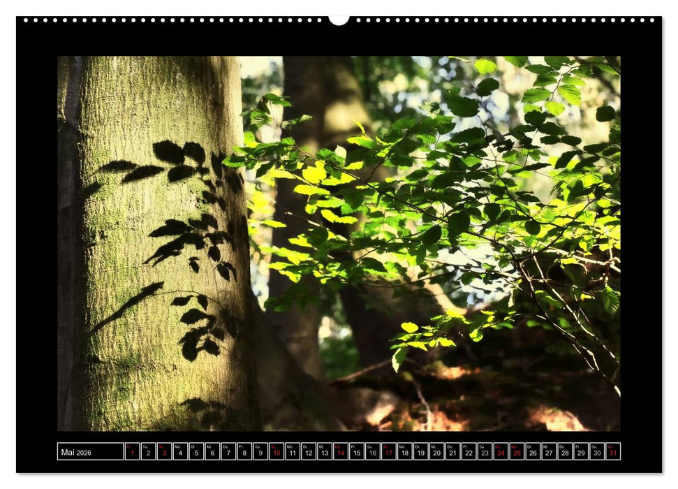 Der Reichswald bei Kleve (CALVENDO Premium Wandkalender 2026)