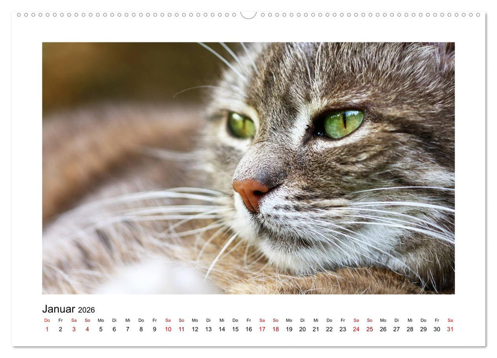 Straßentiger auf Samtpfoten (CALVENDO Premium Wandkalender 2026)