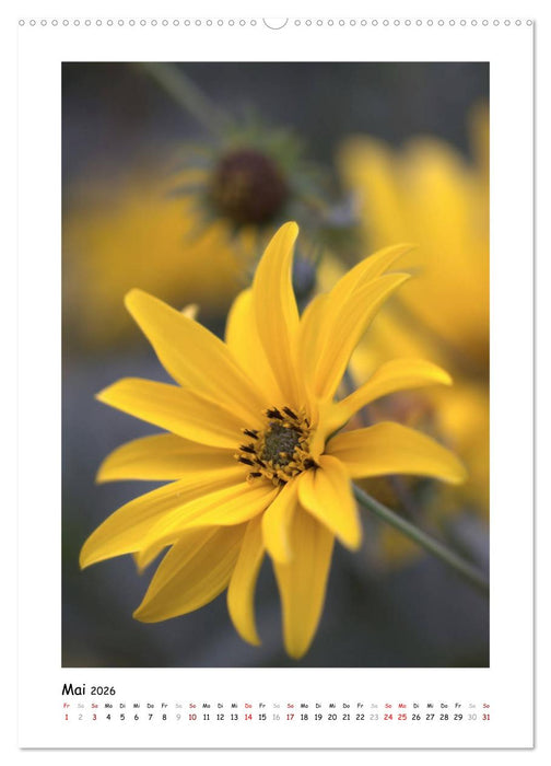 Gelber Blütentraum (CALVENDO Wandkalender 2026)