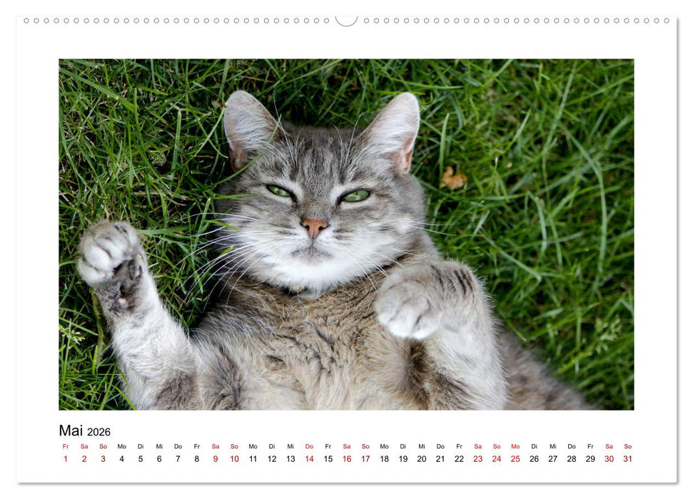 Straßentiger auf Samtpfoten (CALVENDO Wandkalender 2026)