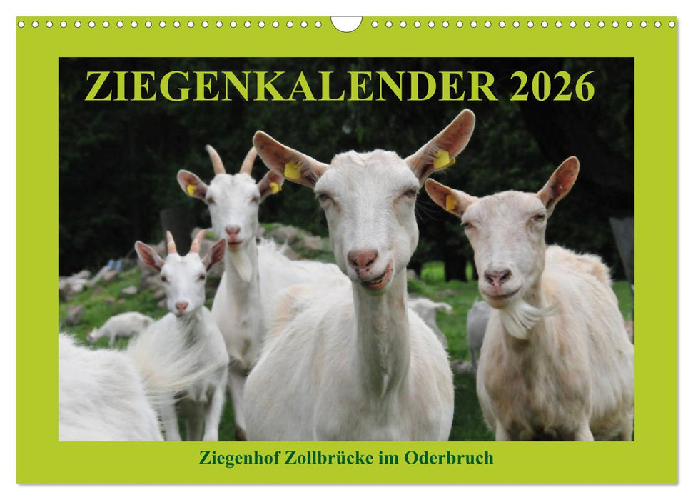 Ziegenkalender 2026 (CALVENDO Wandkalender 2026)