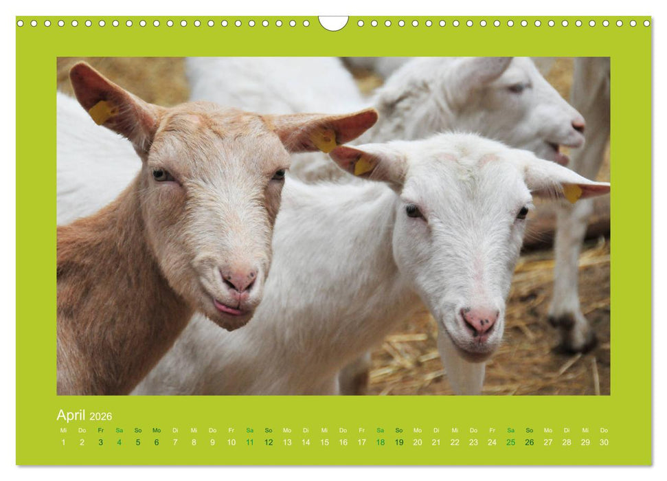 Ziegenkalender 2026 (CALVENDO Wandkalender 2026)