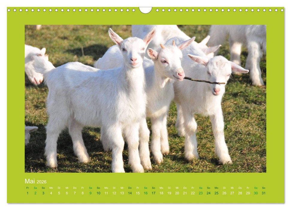 Ziegenkalender 2026 (CALVENDO Wandkalender 2026)