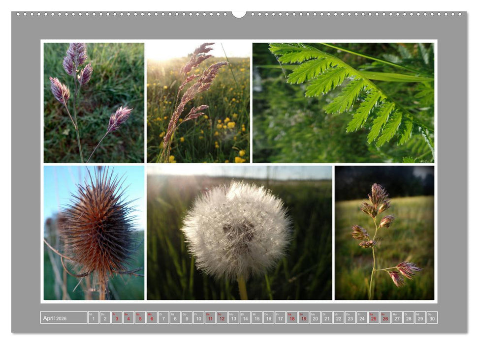 Collagen aus Eifel und Umland 2026 (CALVENDO Wandkalender 2026)