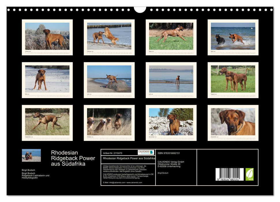 Rhodesian Ridgeback Power aus Südafrika (CALVENDO Wandkalender 2026)