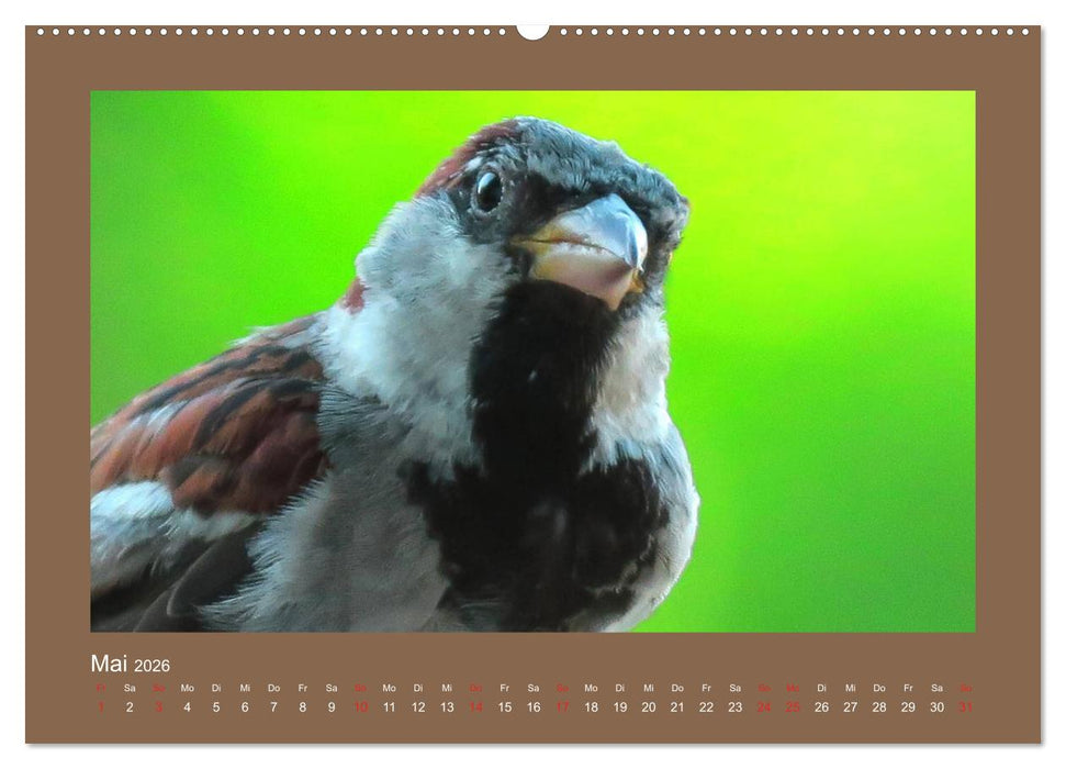 Vogelporträts - Heimische Vögel auf meinem Balkon (CALVENDO Premium Wandkalender 2026)