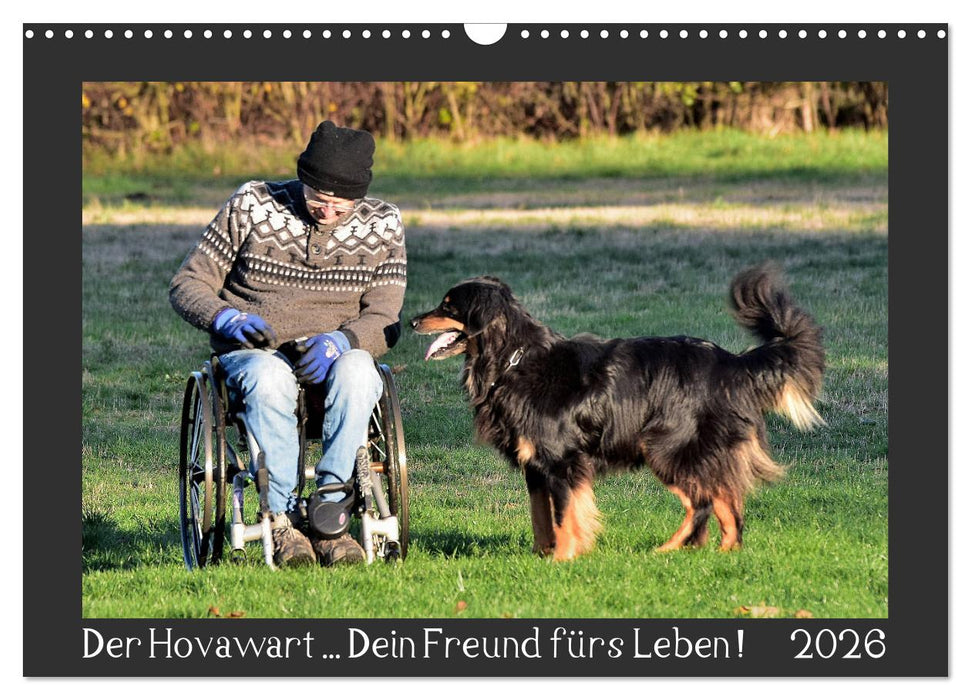 Der Hovawart... Dein Freund fürs Leben ! (CALVENDO Wandkalender 2026)