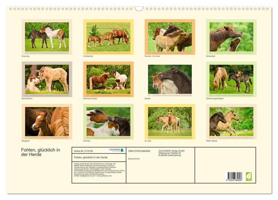 Fohlen, glücklich in der Herde (CALVENDO Wandkalender 2026)