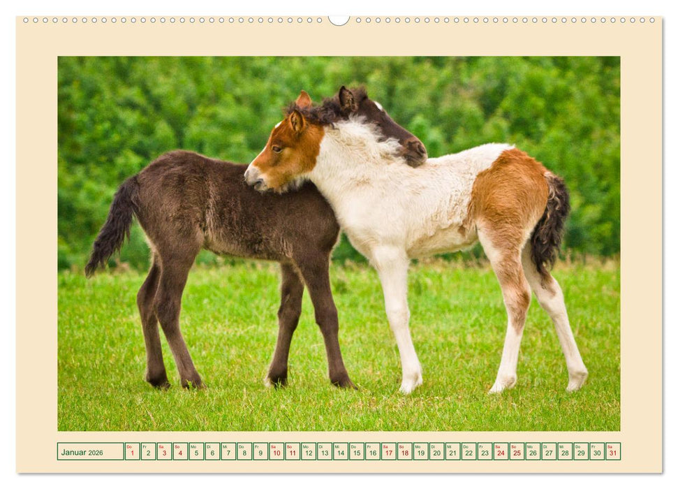 Fohlen, glücklich in der Herde (CALVENDO Wandkalender 2026)
