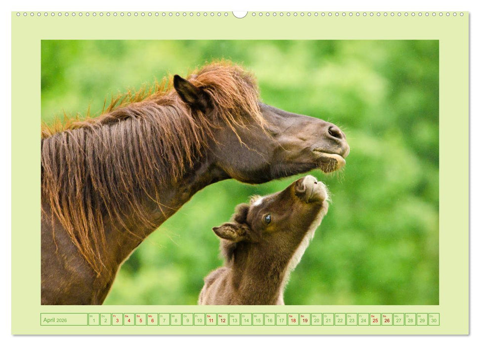 Fohlen, glücklich in der Herde (CALVENDO Wandkalender 2026)