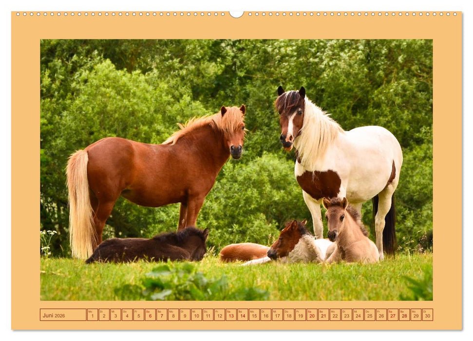 Fohlen, glücklich in der Herde (CALVENDO Wandkalender 2026)