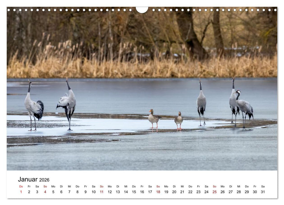 Kraniche im Erzgebirge (CALVENDO Wandkalender 2026)