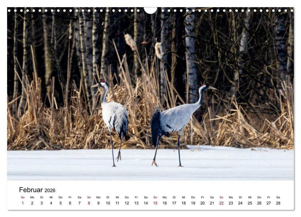 Kraniche im Erzgebirge (CALVENDO Wandkalender 2026)