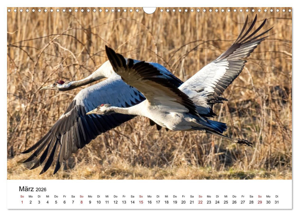 Kraniche im Erzgebirge (CALVENDO Wandkalender 2026)