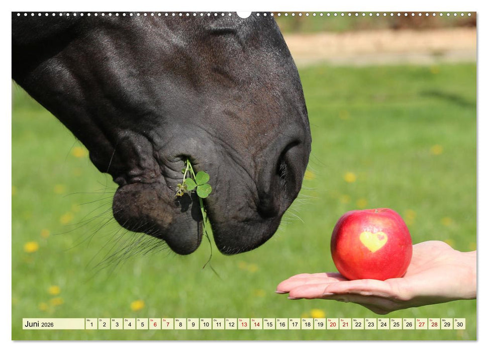 Pferde - eine Herzenssache (CALVENDO Premium Wandkalender 2026)
