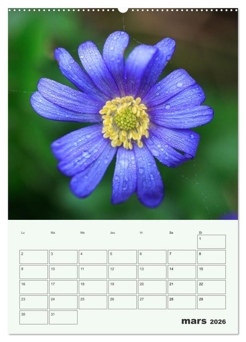 Les fleurs, éternelles éphemères (CALVENDO Calendrier mensuel 2026)