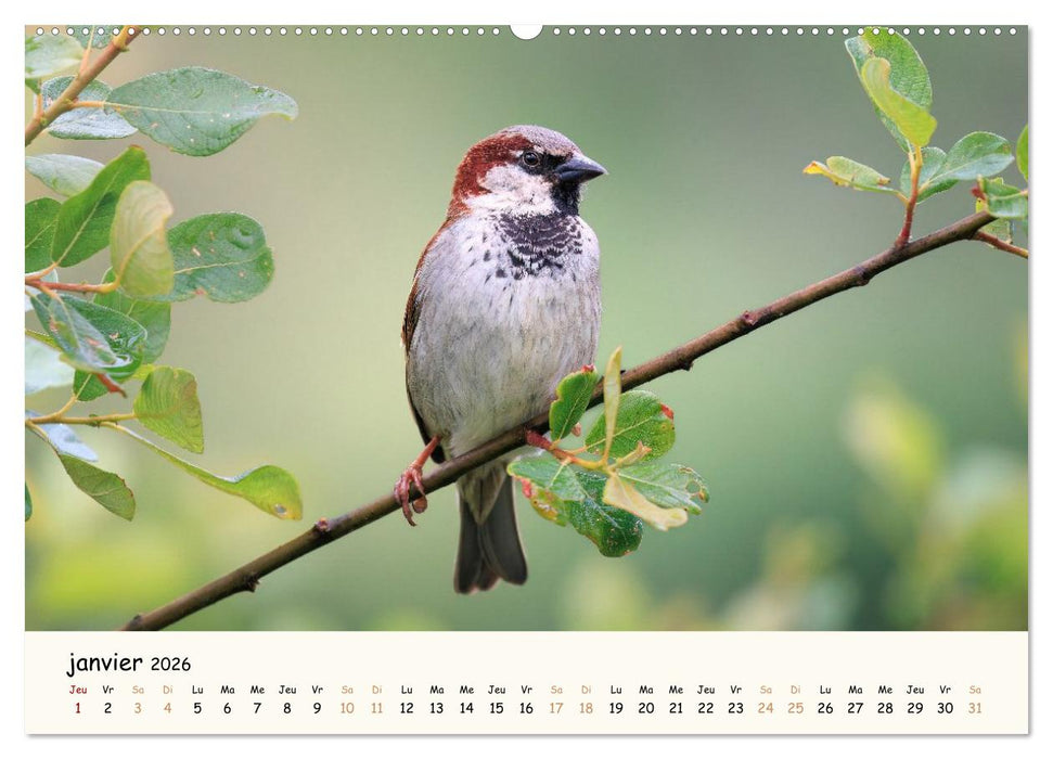 Les voisins du jardin - Une année de rencontres (CALVENDO Calendrier mensuel 2026)