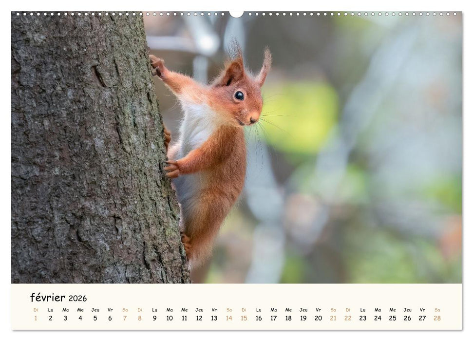 Les voisins du jardin - Une année de rencontres (CALVENDO Calendrier mensuel 2026)