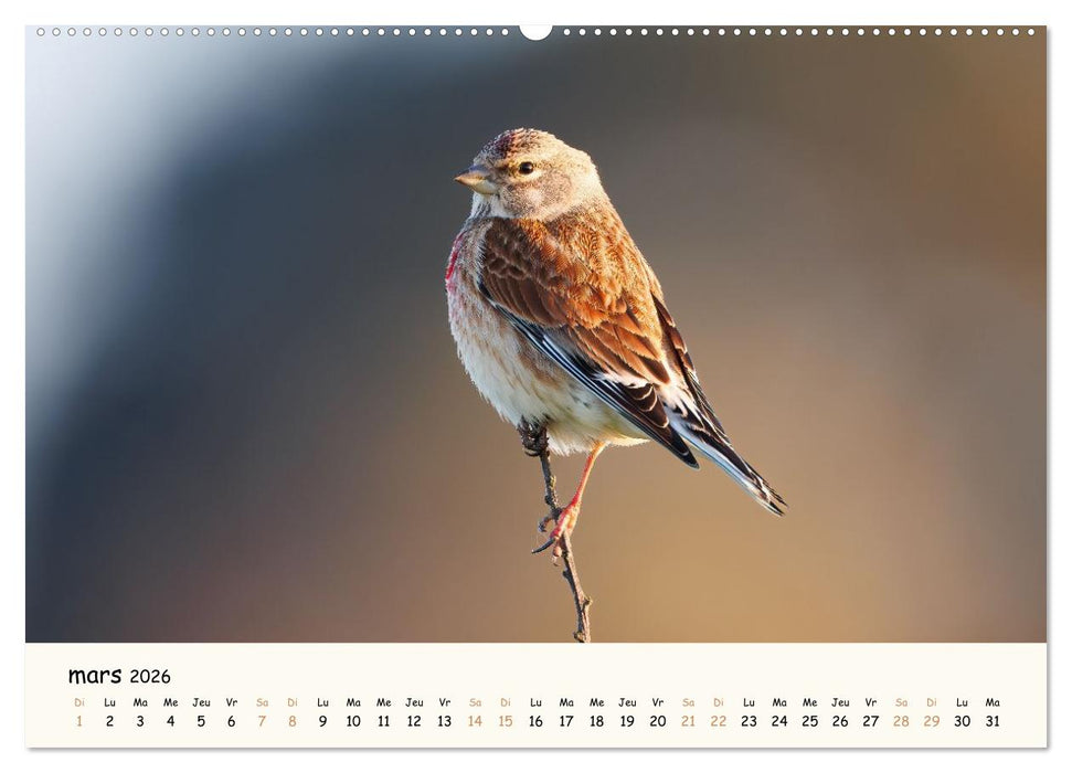 Les voisins du jardin - Une année de rencontres (CALVENDO Calendrier mensuel 2026)