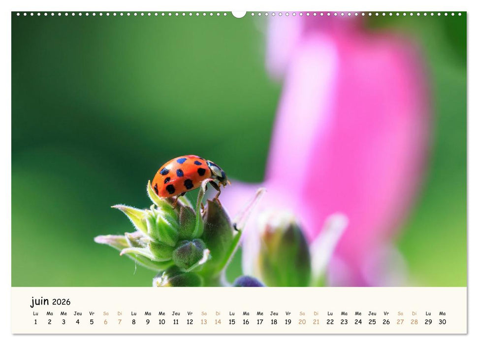 Les voisins du jardin - Une année de rencontres (CALVENDO Calendrier mensuel 2026)